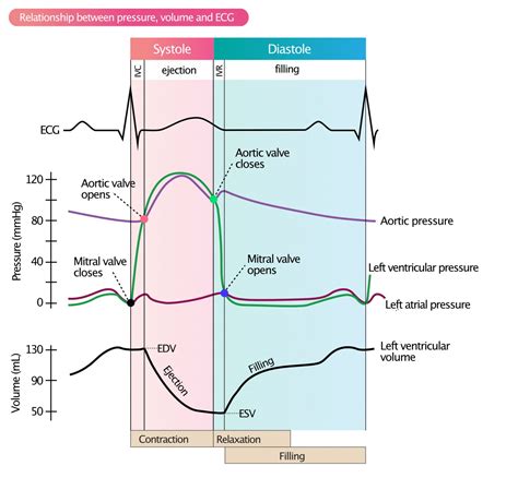 lv pressure chart|lvedp blood pressure chart.